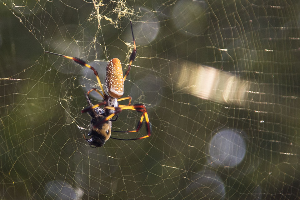 spider-bee-web